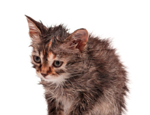 Still Super Sick and Suffering