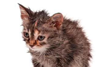 Still Super Sick and Suffering