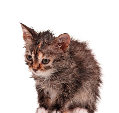 Still Super Sick and Suffering